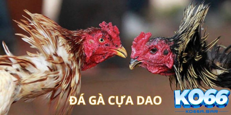Các loại hình cá cược đá gà cựa dao phổ biến trên KO66