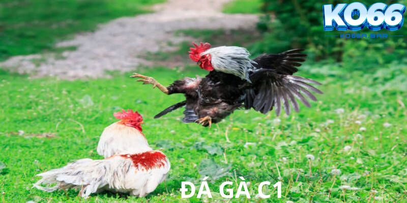 Tại sao nên chọn cá cược đá gà C1 tại KO66?