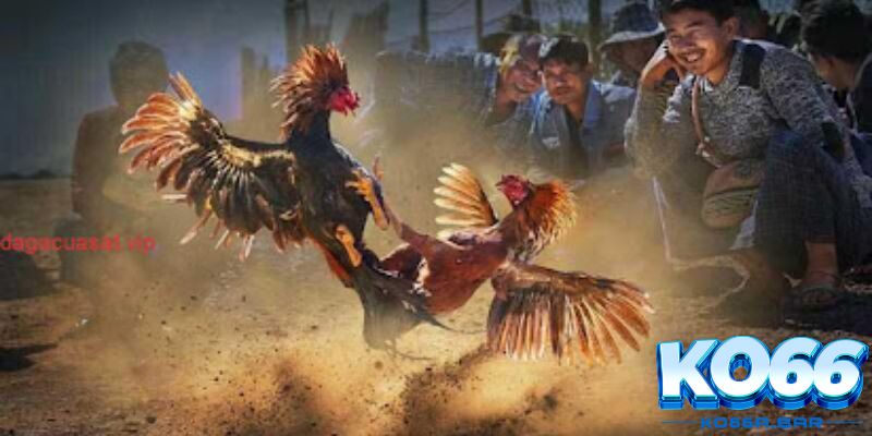 Kinh nghiệm chơi cược đá gà cựa dao tại KO66 