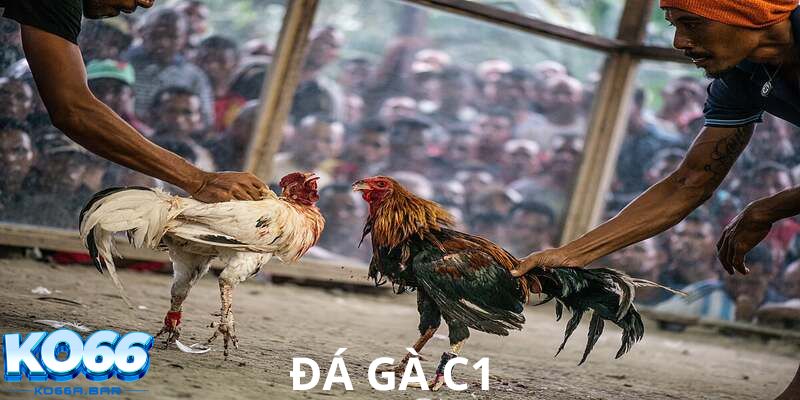 Hướng dẫn cách chơi đá gà C1 tại KO66