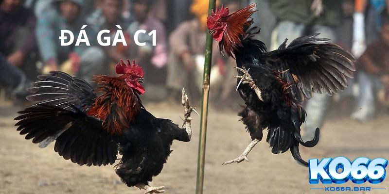 Mẹo chơi đá gà C1 hiệu quả nhất tại KO66