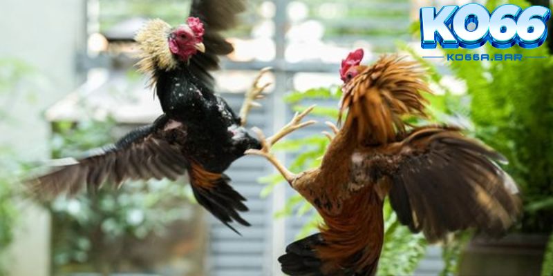 Đánh giá tình trạng sức khoẻ của gà