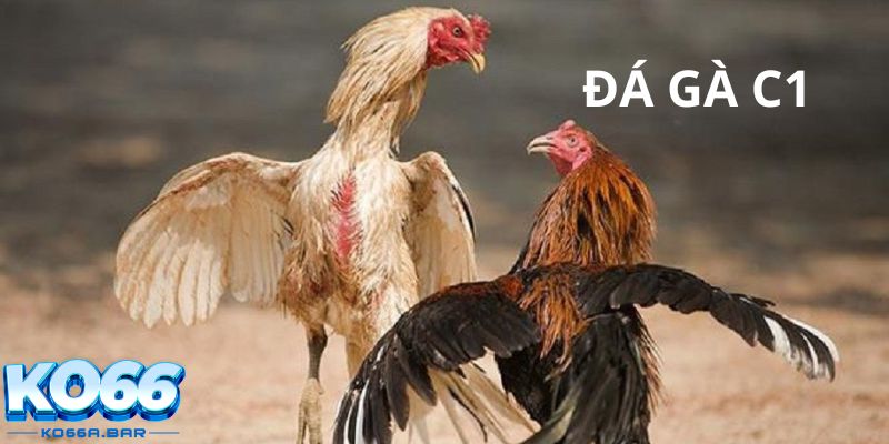 Tốc độ cập nhật đá gà C1 nhanh chóng